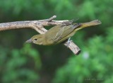 summer  or hepatic tanager?