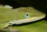 anole