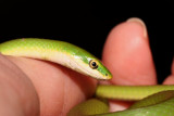green garden snake