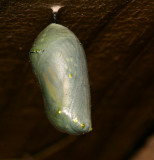 monarch chrysalis
