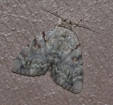 Sweetheart Underwing (8834)