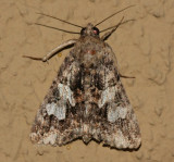 melipotis jucunda-merry melipotis (8607)