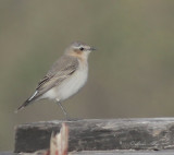 northern wheatear