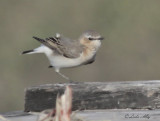 northern wheatearIMG_2307.jpg