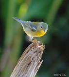 northern parula