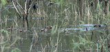 masked ducks six juveniles