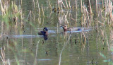 masked ducks