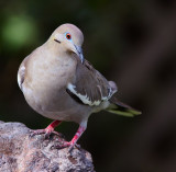 white winged dove