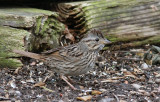 lincolns sparrow