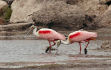 spoonbills