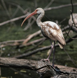 white ibis immature