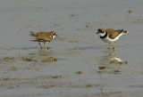 semipalmated plovers