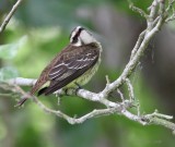 piratic flycatcher