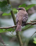 piratic flycatcher