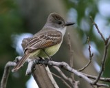 ash throated flycatcher