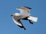 Silver Gull (immature)