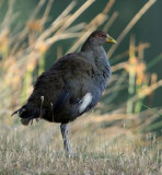 Tasmanian Native Hen