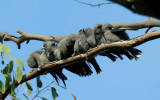 Dusky Woodswallows (preening)