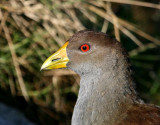 Tasmanian Native Hen