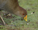 Tasmanian Native Hen