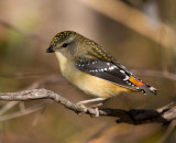 Spotted Pardalote (female)