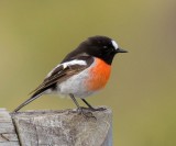 Scarlet Robin