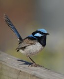 Superb Fairy-wren