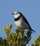 White-fronted Chat