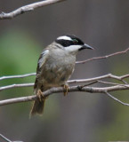 Srong-billed Honeyeater