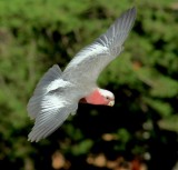 Galah