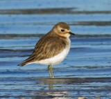 Double-banded Plover