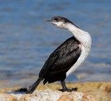 Black-faced Cormorant (immature)