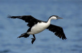 Black-faced Cormorant