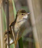 Australian Reed-Warbler