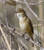 Australian Reed-Warbler