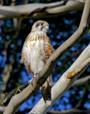 Brown Falcon