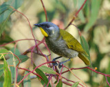 Yellow-throated Honeyeater