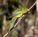 Green Rosella