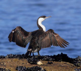 Black-faced Cormorant