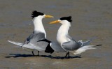 Crested Tern (pair in breeding plumage)
