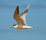 Crested Tern