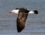 Pacific Gull (sub ad.)