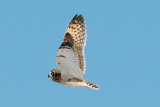 14-Jan-09 Short-Eared Owl 3.jpg