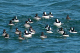 18-Feb-09 Bufflehead herd.jpg