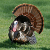 Wild Turkey tom displaying, Castle Hill, Ipswich, MA