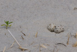 Least Tern nest, Cranes Beach, Ipswich, MA.jpg
