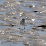 Piping Plover chick 6-17-09