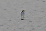 Piping Plover chick 6-3-09