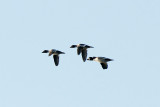 Barrows Goldeneyes and Common Goldeneye female, Essex Bay 2.jpg