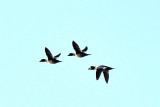 Barrow's Goldeneyes and Common Goldeneye female, Essex Bay.jpg